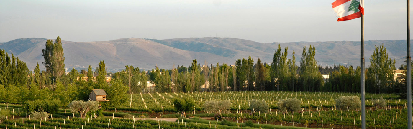 The vineyard at Tanail.